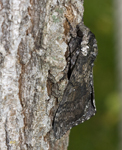 5834 Hawk Moth
